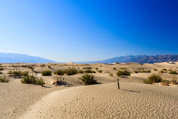 istock Mesquite Flat sand dunes, near Stovepipe Wells Death Valley NP 494832584