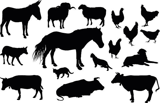 ферма животных силуэт - chicken silhouette animal rooster stock illustrations