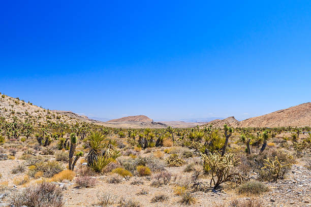 istock Joshua tree, Red Rock Canyon, Nevada, USA 494832630