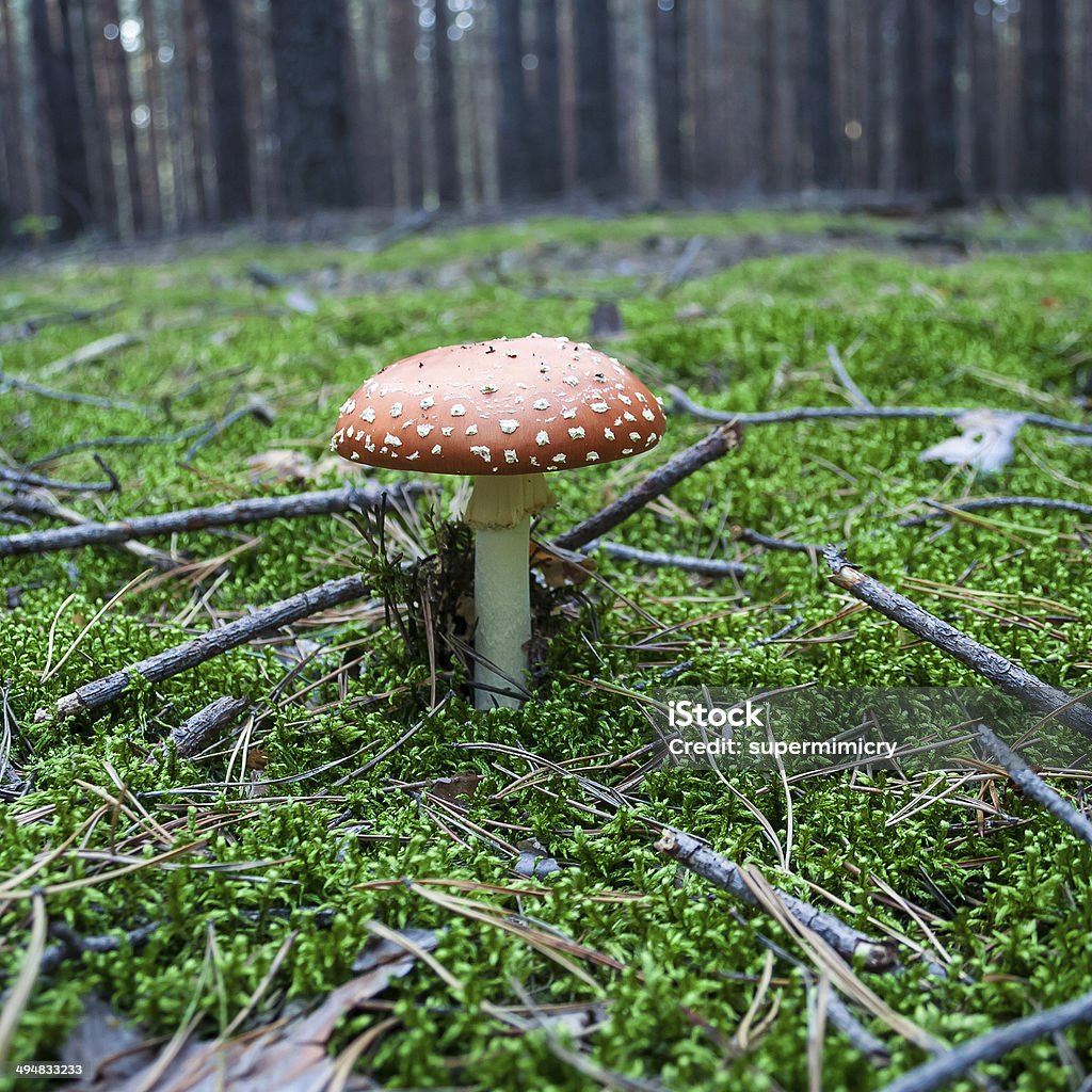 Agárico - Foto de stock de Agárico - Amanita royalty-free