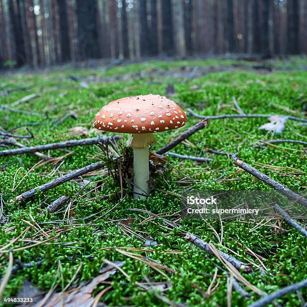 Foto de Agárico e mais fotos de stock de Agárico - Amanita - Agárico - Amanita, Amanita parcivolvata, Bosque - Floresta