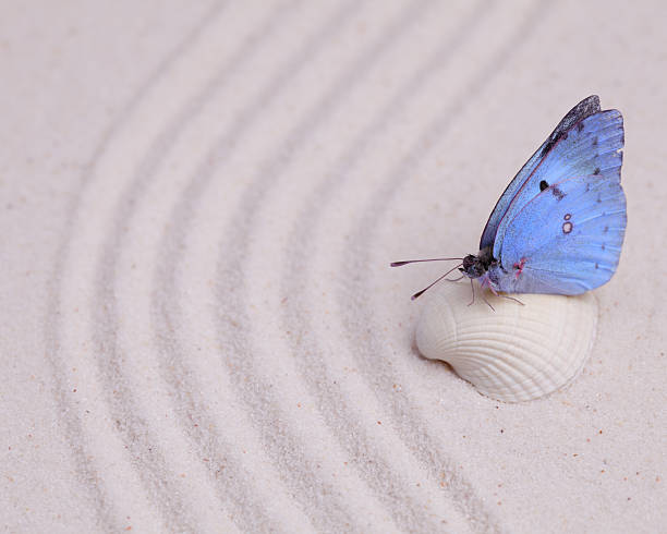 istock Close up of blue butterfly on a white shell 494833374