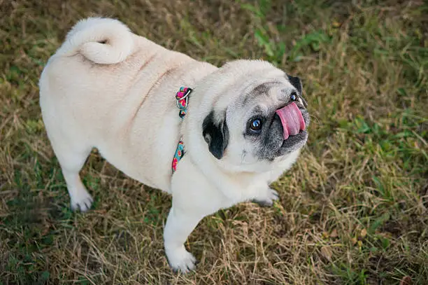 A little pug walking outdoors, looking up and licking her nose