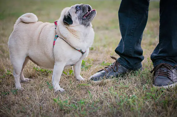 Funny pug standing on a grass and looking up at owner.