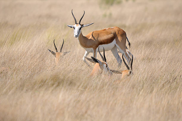 istock Springbok in the Etosha National Park 494834003