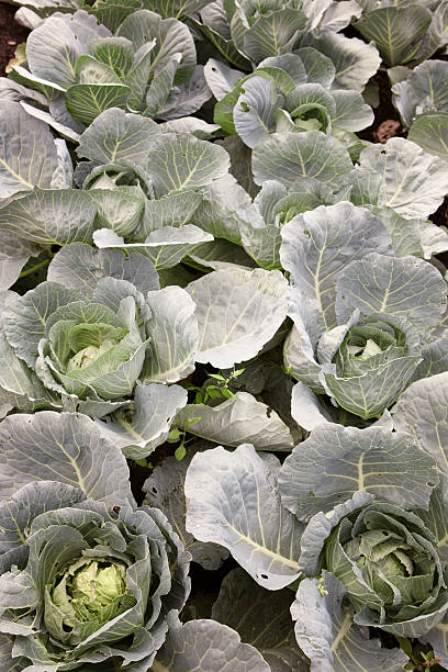 istock Green and crispy cabbages in a garden 494834018