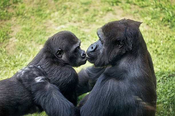 goryl z matka dziecka - gorilla zoo animal silverback gorilla zdjęcia i obrazy z banku zdjęć