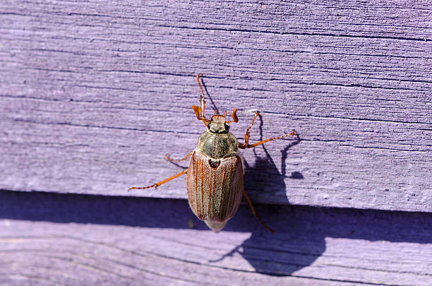 istock dor chafer bug crawls on wooden purple surface 494835367
