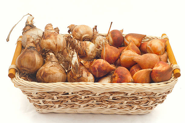 istock bulbs of daffodils and tulips in a basket 494835487