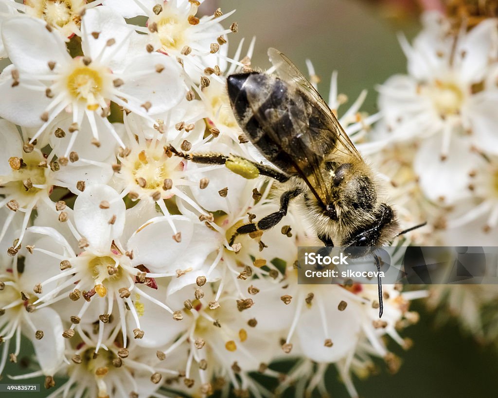 Bee. Bee,close-up. Animal Stock Photo