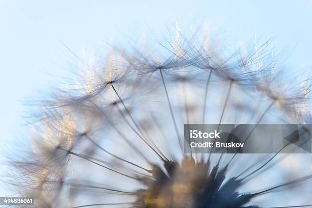 Big Dandelion Head Stock Photo - Download Image Now - Abstract, Botany, Close-up