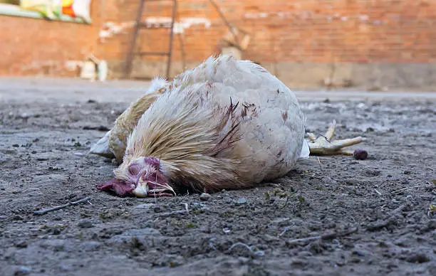 Photo of The Chicken to be cooked