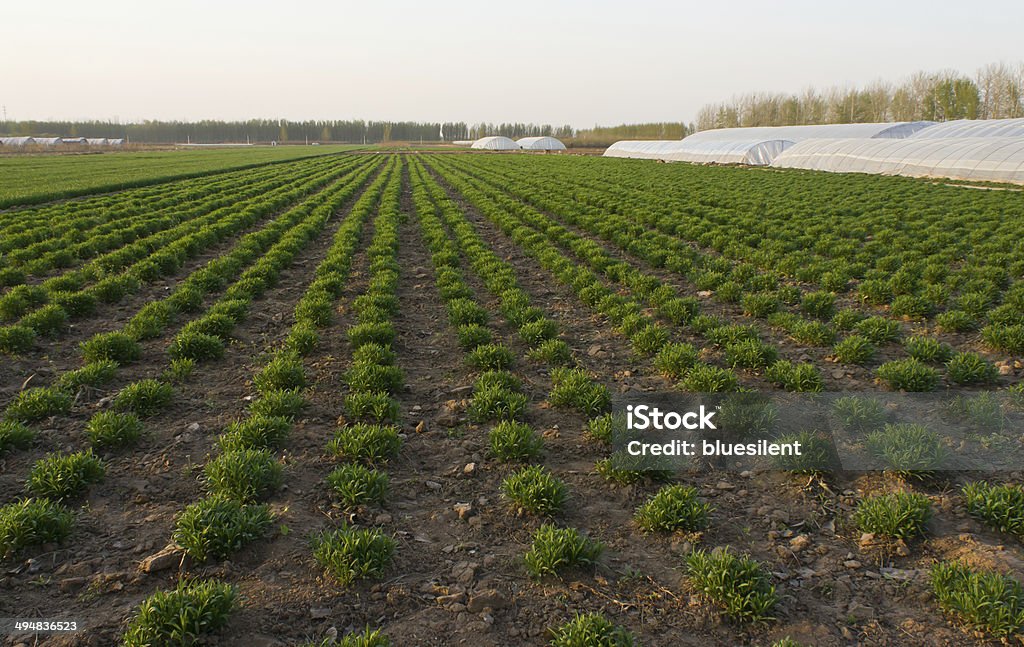 Verde primavera frescas en el campo de la agricultura - Foto de stock de Agricultura libre de derechos