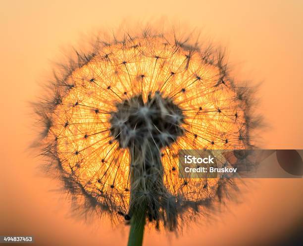 Löwenzahn Blume In Der Sonne Stockfoto und mehr Bilder von Abstrakt - Abstrakt, Bildhintergrund, Bildschärfe