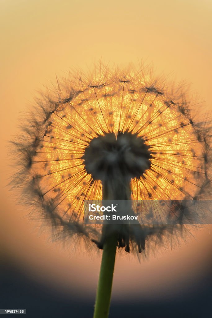 dandelion flower in the sun - Стоковые фото Абстрактный роялти-фри