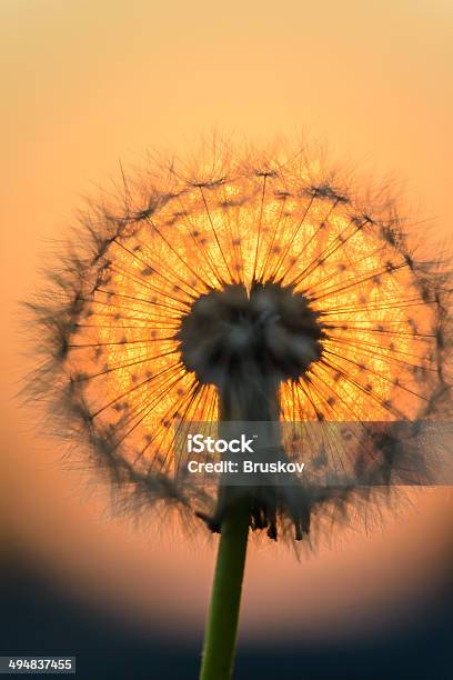 Dandelion Flower In The Sun — стоковые фотографии и другие картинки Абстрактный - Абстрактный, Без людей, Вертикальный