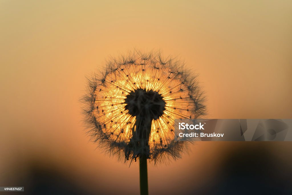 Flor dente-de-leão no pôr do sol - Foto de stock de Abstrato royalty-free