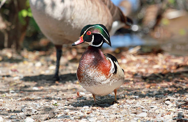 istock wood duck in nature 494837517
