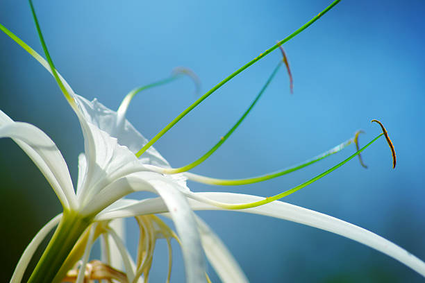 White spider lily flower, Hymenocallis littoralis, bokeh background White spider lily flower -Hymenocallis littoralis, bokeh background spider lily stock pictures, royalty-free photos & images