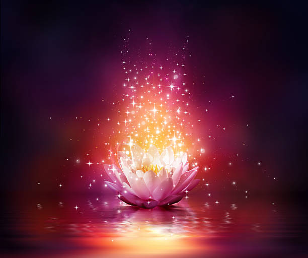 magic flower on water red light on waterlily - for relax and Fairy background water lily photos stock pictures, royalty-free photos & images