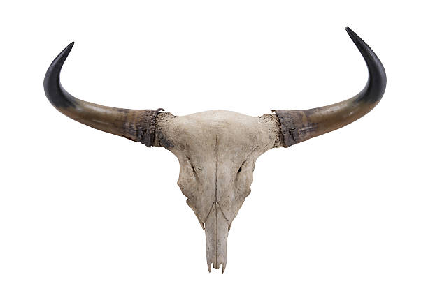 istock head skull of Banteng(Bos javanicus) isolated on white backgroun 494839421