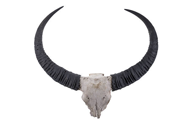 istock head skull of Wild water buffalo(Bubalus arnee) isolated on whit 494839455