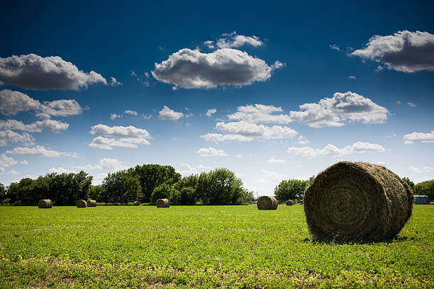 干し草太陽の下で - silage field hay cultivated land ストックフォトと画像