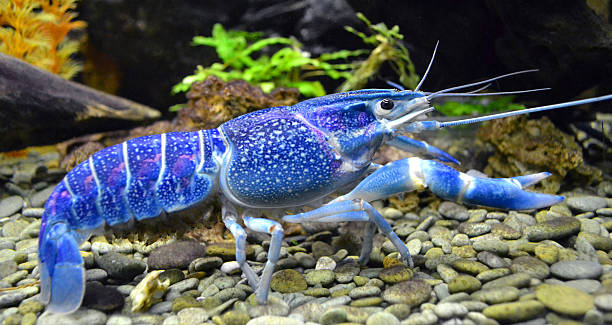 istock marine blue animal cancer 494840247