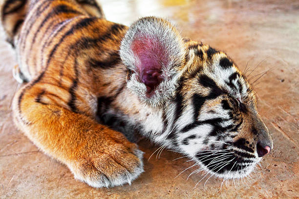 istock Close view of sleeping young tiger 494840483