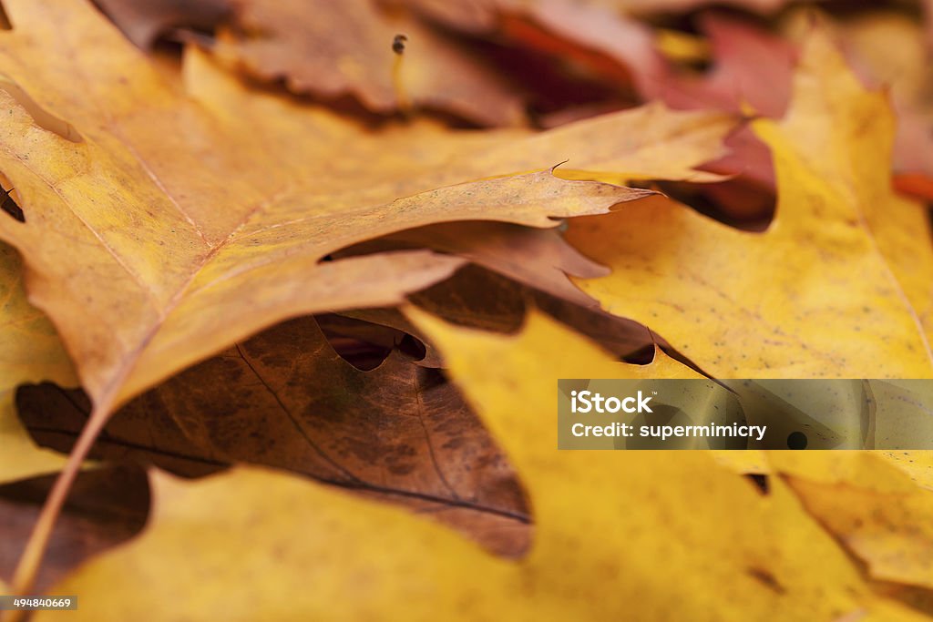 colorful autumn oak leaves background from colorful autumn leaves Autumn Stock Photo