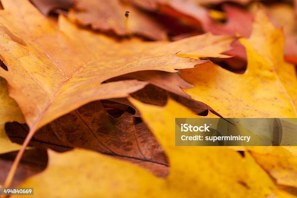 Colorful Autumn Oak Leaves Stock Photo - Download Image Now - Autumn, Black Oak, Botany