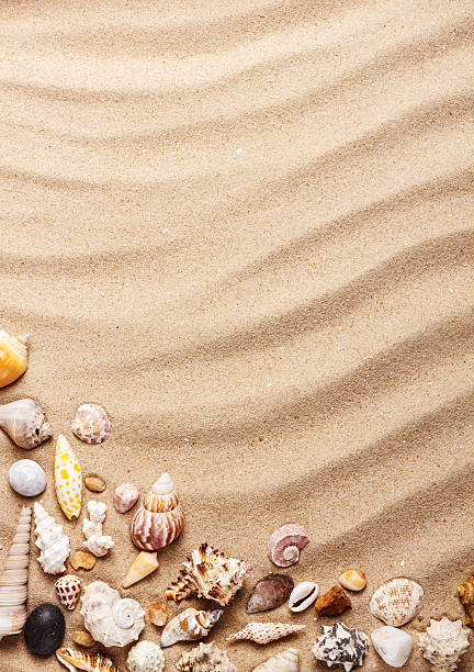 istock Sea shells on sand. Summer beach background. Top view 494840811