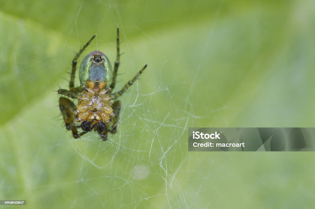 Araniella cucurbitina - Foto de stock de Animais Machos royalty-free