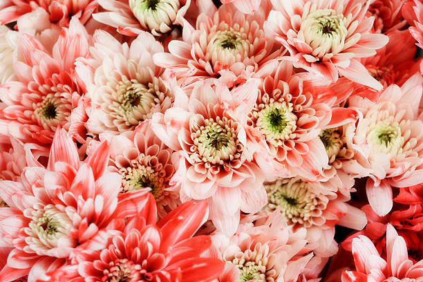 istock the flower background wallpaper 494840929