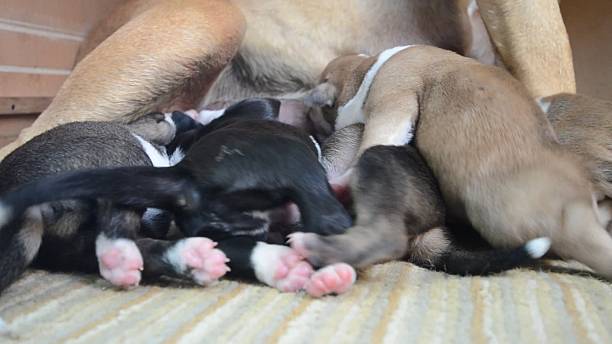 istock mother dog breastfeeding puppies 494849852
