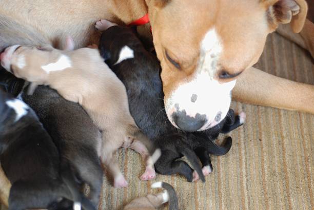 istock mother dog breastfeeding puppies 494849944