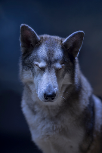 A grey wolf with eyes closed sitting outside at night.