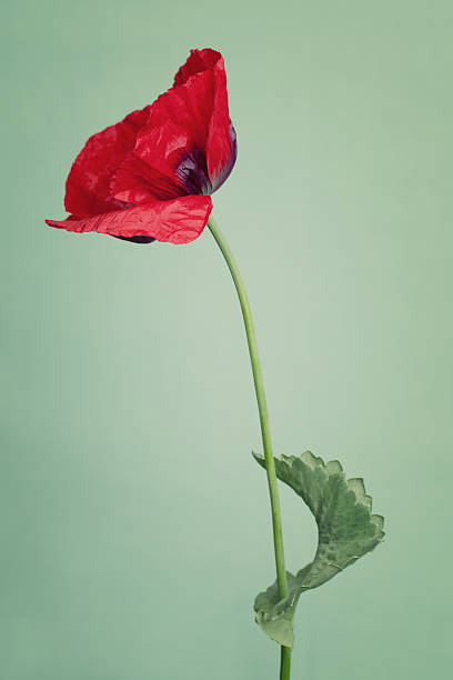 istock Bright poppy's flowers on a summers day color background 494850084