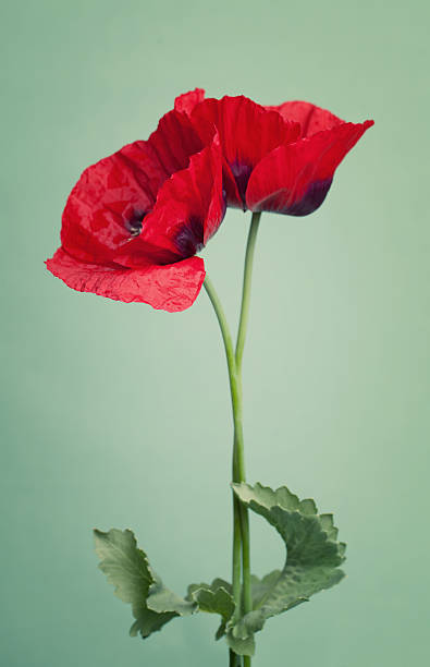 istock Two red poppy flower on a trendy green background 494850114