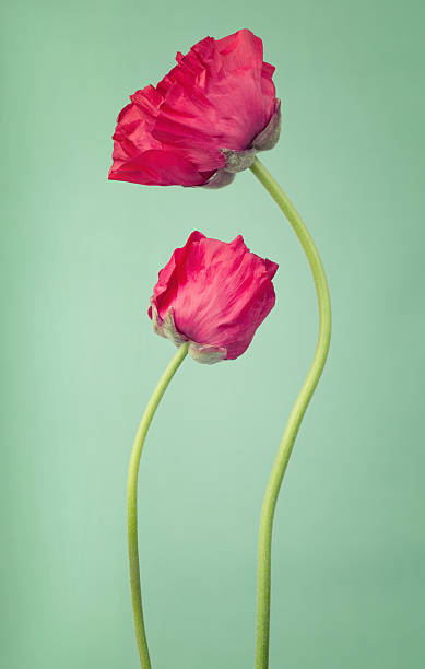 istock Persian buttercups arranged differently on a  light turquoise ba 494850646