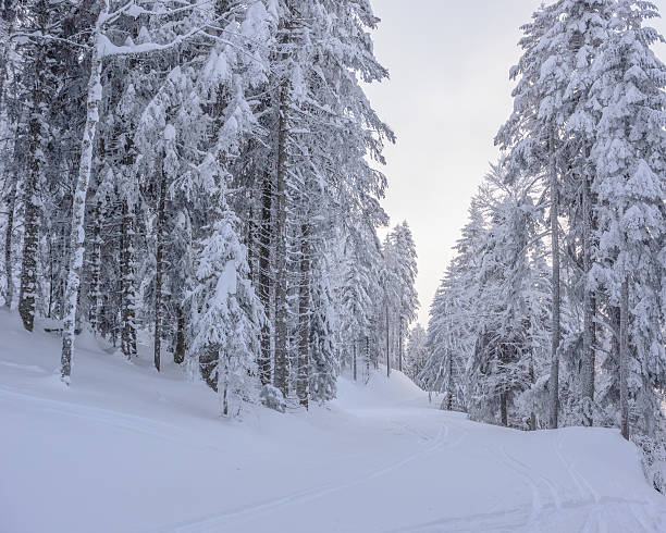 istock Winter Landscape with Snow and Trees 494850864