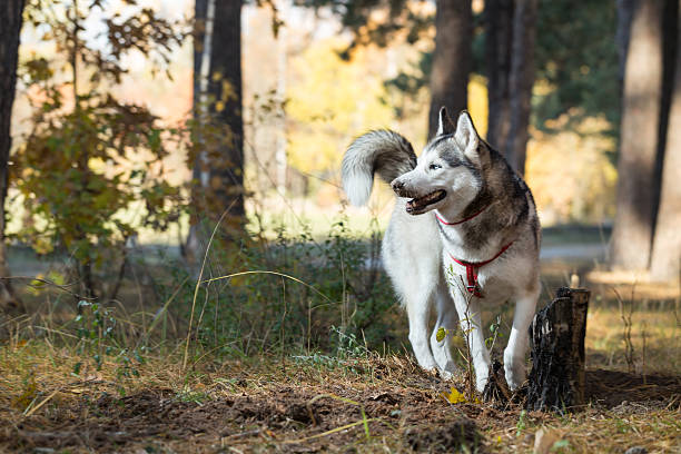 istock Siberian Husky saunters in autumn forest. 494851844