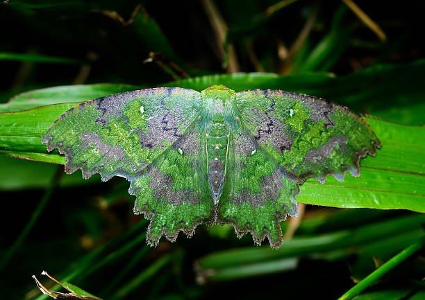 istock Beautiful Green Butterfly 494852388