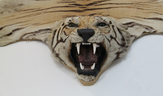 The Head and Skin of a Trophy Tiger Animal.