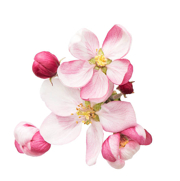 istock spring blossoms. apple tree flowers isolated on white 494852787