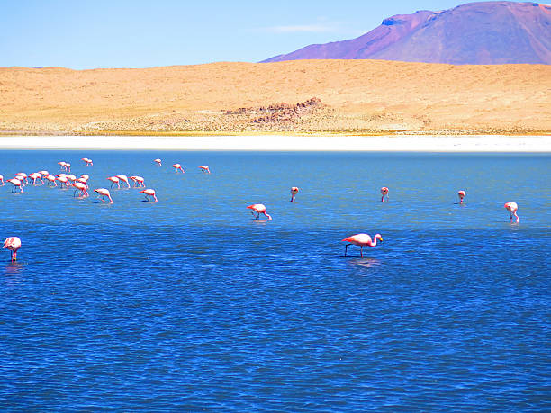 istock Flamingos in South America 494853122