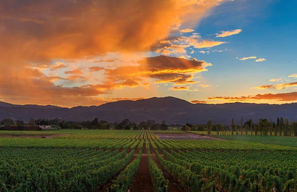 istock Napa Valley California Vineyard landscape Sunset 494853166