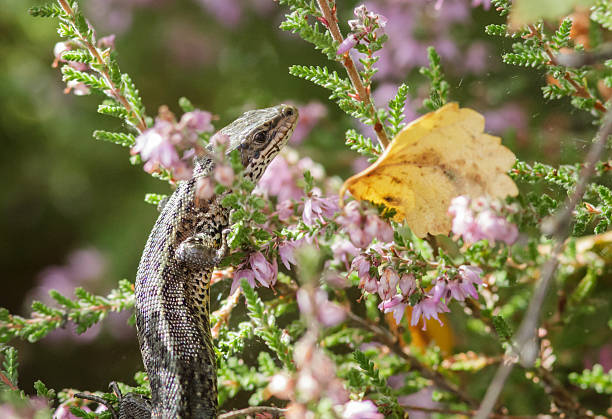 Common Lizard Common Lizard hanging out on some Heather. zootoca vivipara stock pictures, royalty-free photos & images