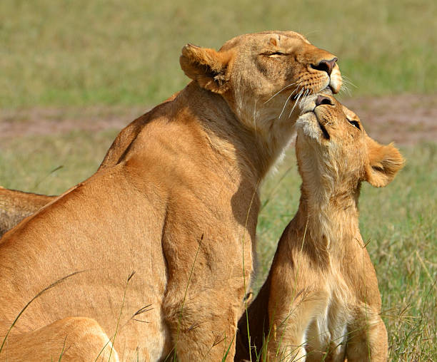istock Mother and Lion Cub 494853313