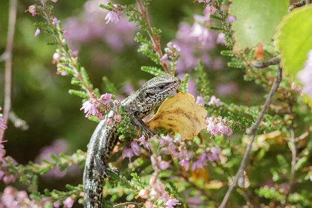 Common Lizard Common Lizard hanging out on some Heather. zootoca vivipara stock pictures, royalty-free photos & images